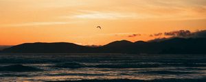 Preview wallpaper seagull, sea, coast, sunset