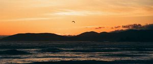 Preview wallpaper seagull, sea, coast, sunset