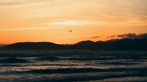 Preview wallpaper seagull, sea, coast, sunset