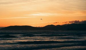 Preview wallpaper seagull, sea, coast, sunset