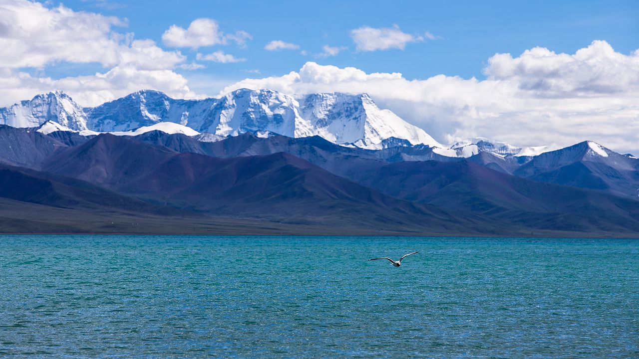 Wallpaper seagull, sea, mountains, flight