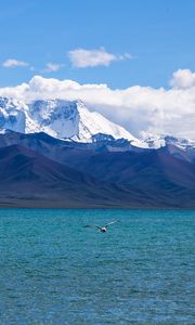 Preview wallpaper seagull, sea, mountains, flight