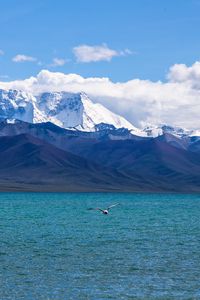 Preview wallpaper seagull, sea, mountains, flight