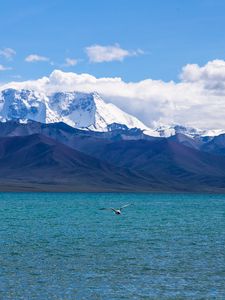 Preview wallpaper seagull, sea, mountains, flight