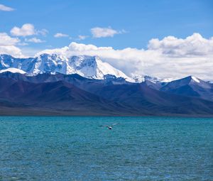 Preview wallpaper seagull, sea, mountains, flight