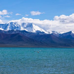 Preview wallpaper seagull, sea, mountains, flight