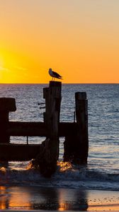 Preview wallpaper seagull, sea, sunset, horizon, surf