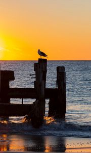 Preview wallpaper seagull, sea, sunset, horizon, surf