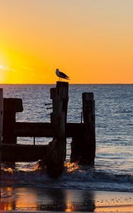 Preview wallpaper seagull, sea, sunset, horizon, surf