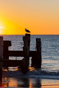 Preview wallpaper seagull, sea, sunset, horizon, surf