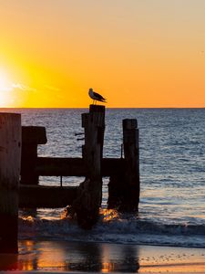 Preview wallpaper seagull, sea, sunset, horizon, surf