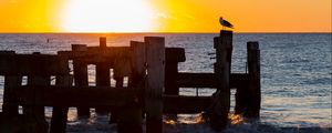 Preview wallpaper seagull, sea, sunset, horizon, surf