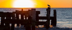 Preview wallpaper seagull, sea, sunset, horizon, surf