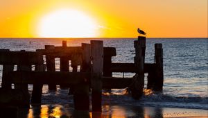 Preview wallpaper seagull, sea, sunset, horizon, surf