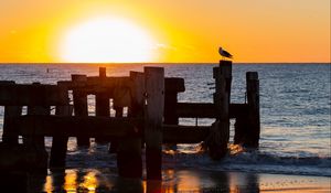 Preview wallpaper seagull, sea, sunset, horizon, surf