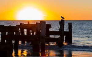 Preview wallpaper seagull, sea, sunset, horizon, surf