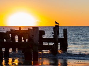 Preview wallpaper seagull, sea, sunset, horizon, surf