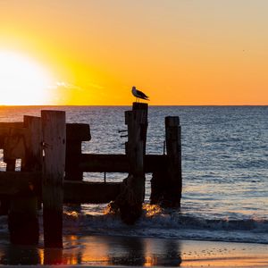 Preview wallpaper seagull, sea, sunset, horizon, surf