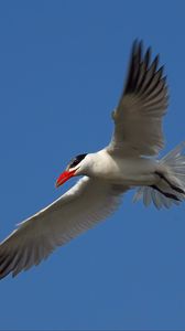 Preview wallpaper seagull, sky, flight