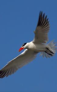 Preview wallpaper seagull, sky, flight