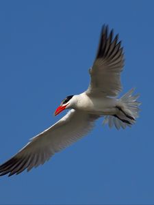 Preview wallpaper seagull, sky, flight