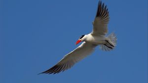 Preview wallpaper seagull, sky, flight