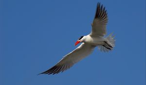 Preview wallpaper seagull, sky, flight