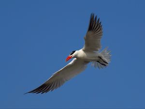 Preview wallpaper seagull, sky, flight