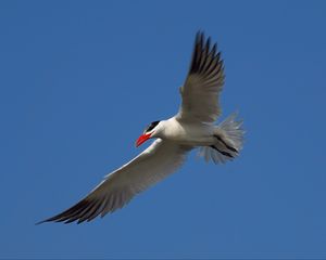 Preview wallpaper seagull, sky, flight