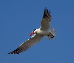 Preview wallpaper seagull, sky, flight