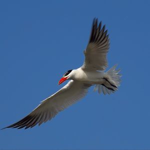 Preview wallpaper seagull, sky, flight