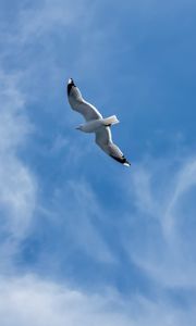 Preview wallpaper seagull, wings, bird, sky, flight