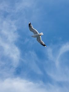 Preview wallpaper seagull, wings, bird, sky, flight