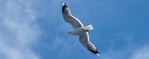 Preview wallpaper seagull, wings, bird, sky, flight