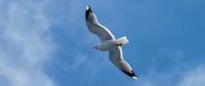 Preview wallpaper seagull, wings, bird, sky, flight