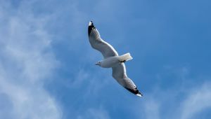 Preview wallpaper seagull, wings, bird, sky, flight