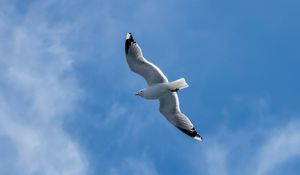 Preview wallpaper seagull, wings, bird, sky, flight