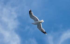 Preview wallpaper seagull, wings, bird, sky, flight