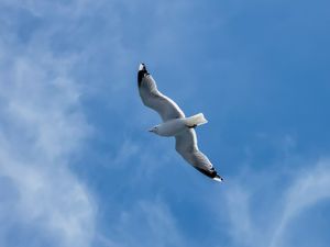 Preview wallpaper seagull, wings, bird, sky, flight