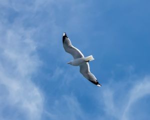 Preview wallpaper seagull, wings, bird, sky, flight