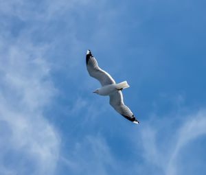 Preview wallpaper seagull, wings, bird, sky, flight