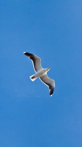 Preview wallpaper seagull, wings, flight