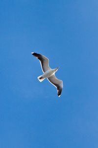 Preview wallpaper seagull, wings, flight