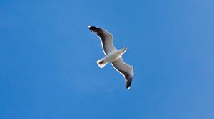 Preview wallpaper seagull, wings, flight