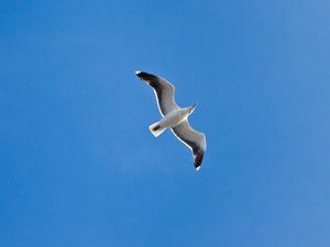 Preview wallpaper seagull, wings, flight