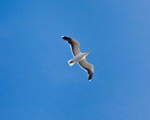 Preview wallpaper seagull, wings, flight