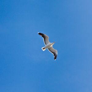 Preview wallpaper seagull, wings, flight