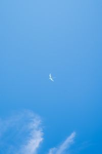 Preview wallpaper seagull, wings, sky, flight
