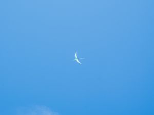 Preview wallpaper seagull, wings, sky, flight