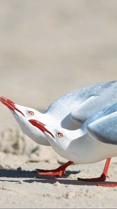 Preview wallpaper seagulls, birds, couple